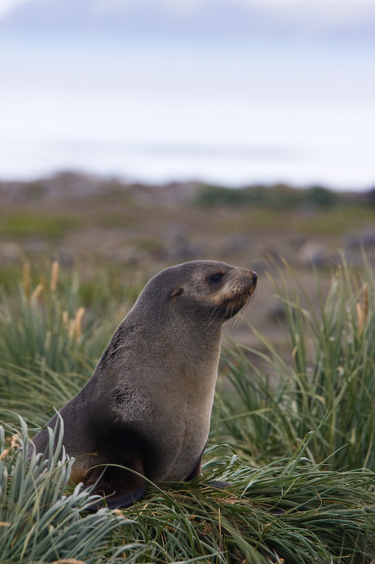 Antarctic Fur Seal